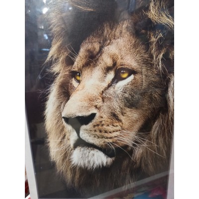 Trefl, Портрет лева, 1500ел