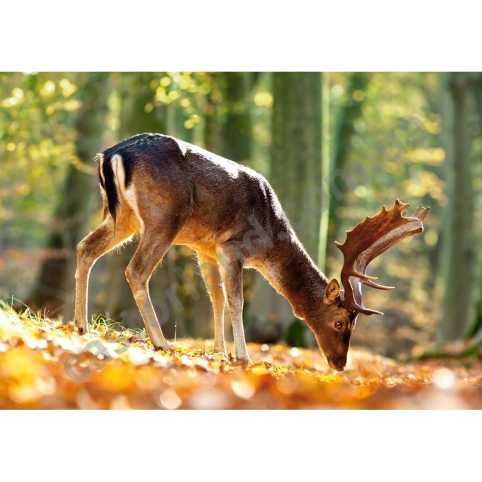 Castorland - Лось в лісі, 500 ел.