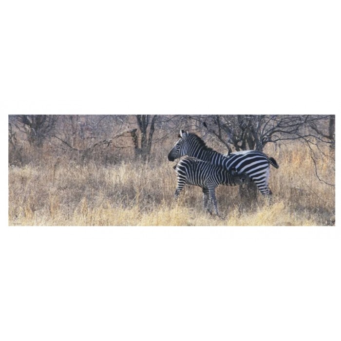 Heye - Панорама: Зебри в дикій природі ( Panorama: Zebras in the wild), 1000 ел