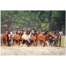 Castorland - Коні на скаку (Herd of horses),  2000 ел