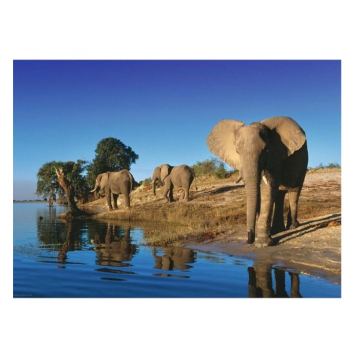 Heye - О. Гумбольдт: Слони біля водопою (A. Humboldt: Thirsty elephants), 1000 ел.