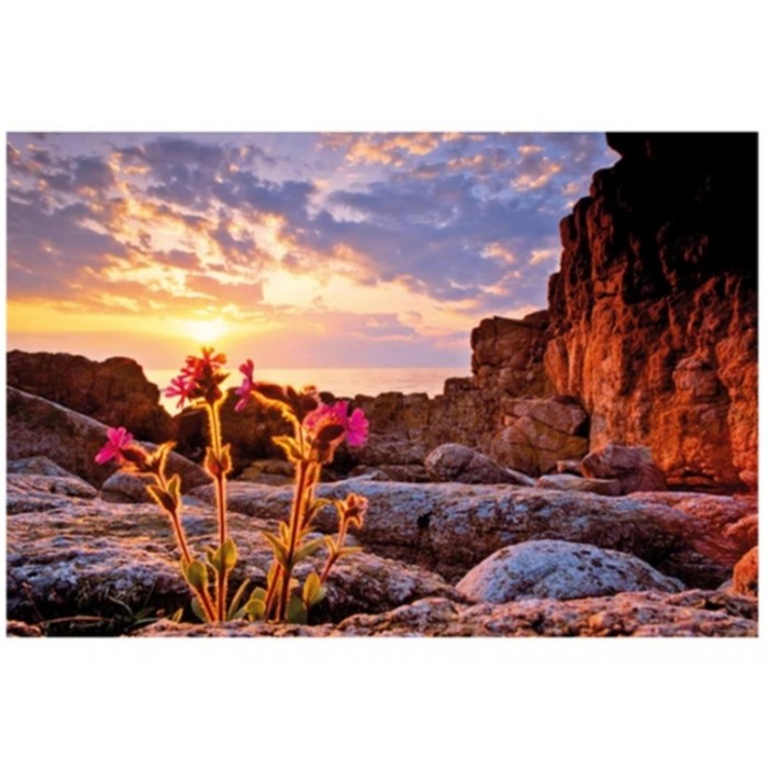 Heye - О. Гумбольдт: Червона зорянка (А.Humboldt: Red campion), 1000 ел