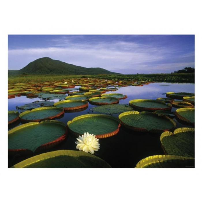 Heye - О. Гумбольдт: Лілія Вікторія (А. Humboldt: Victoria Lily), 1000 ел.