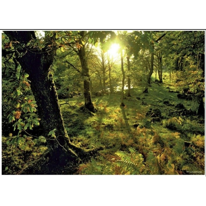 Heye - Магачні ліси: Поляна (Magic Forests: Glade), 1000 ел.