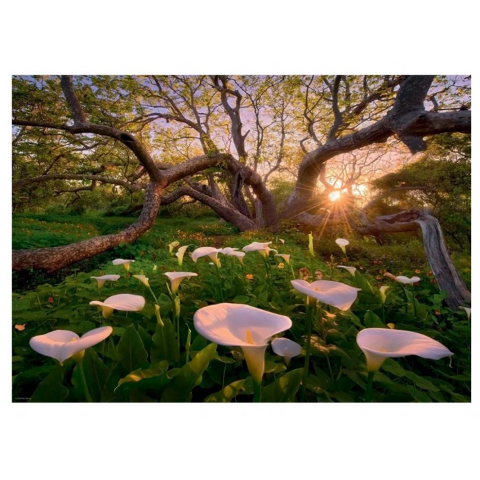 Heye - Магічні ліси: Білосніжні калли (Magic Forests: Calla Clearing), 1000 ел.