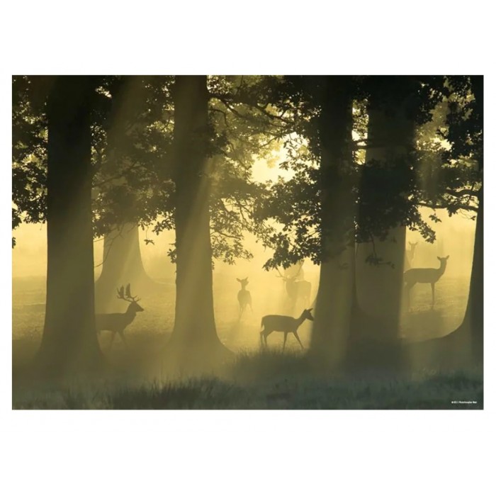 Heye - Магічні ліси: Олень (Magic Forests: Deer), 1000 ел.