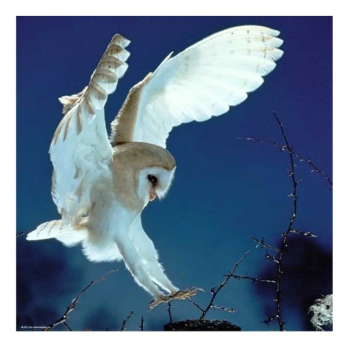 Heye - Видання Вайнгантер: Сивуха (Edition Weingarten: Barn Owl), 1000 ел.