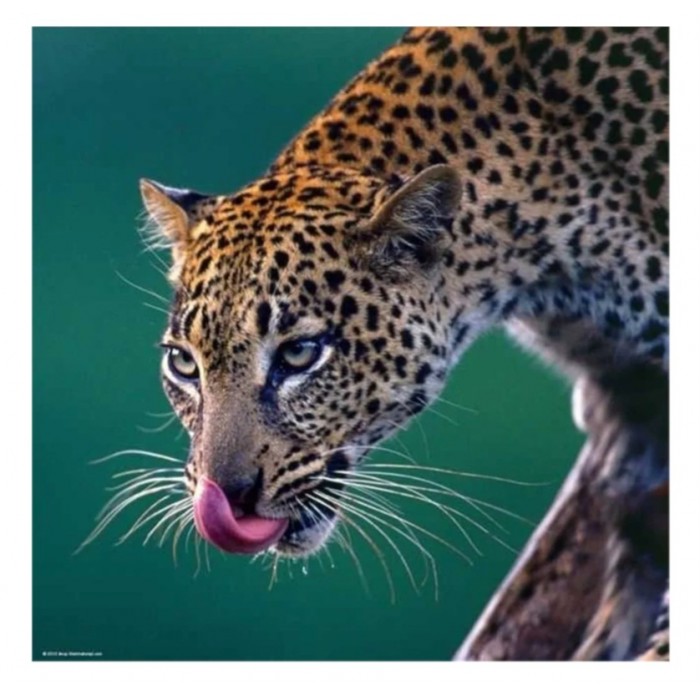 Heye - Видання Вайнгартен: Леопард ( Edition Weingarten: Leopard), 1000 ел.