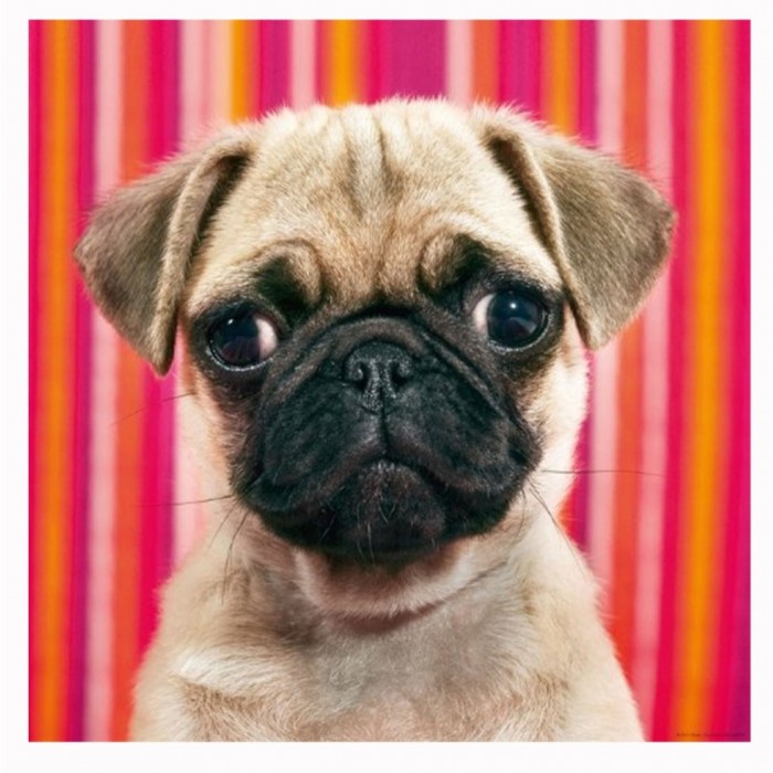 Heye - Видання Вайнгартен: Мопс ( Edition Weingarten: Pug), 1000 ел.