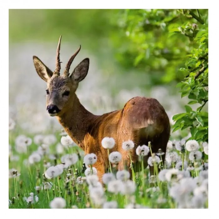 Heye - Видання Вайнгартен: Косуля ( Edition Weingarten: Roebuck), 1000 ел.