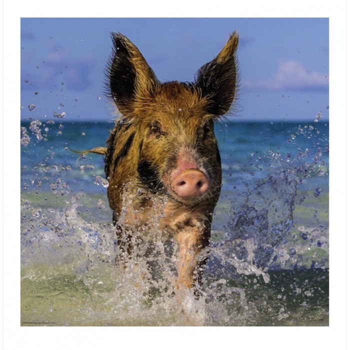 Heye - Видання Вайнгартен: Поросічий рай ( Edition Weingarten: Paradise Pig), 1000 ел.