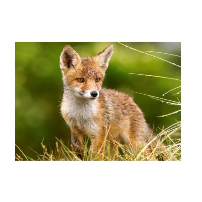 Castorland - Лисинятко в лісі (Little Fox on the Meadow), 260 ел.